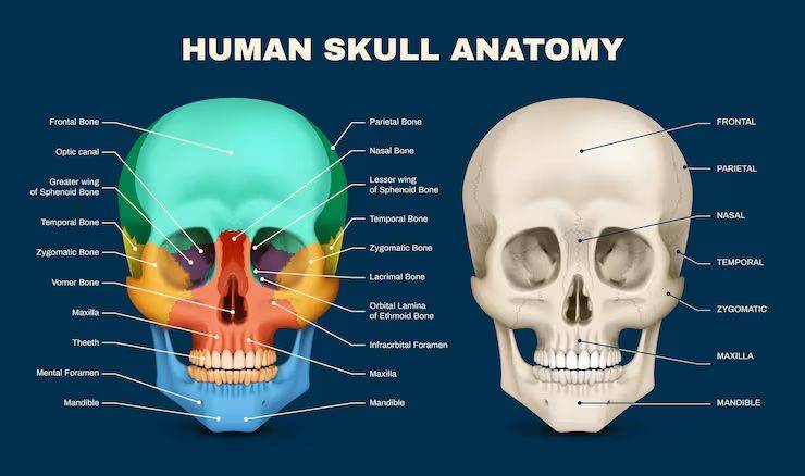 human_skull_anatomy.jpg human_skull_anatomy.jpg